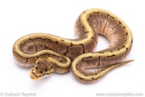 spinner ball python for sale