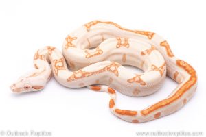 Sunglow boa for sale