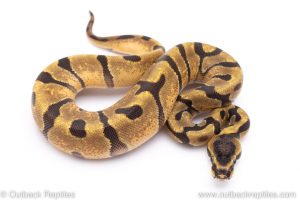 Super enchi ball python for sale