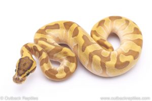super enchi butter ball python for sale