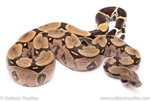 Suriname redtail boa for sale