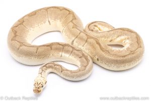 Bumblebee clown adult breeder ball python for sale