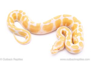 albino ball python for sale