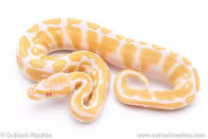 albino ball python for sale