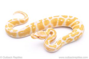 albino ball python for sale