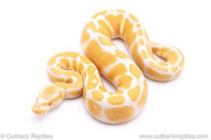 albino ball python for sale