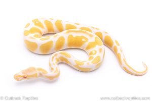 albino ball python for sale