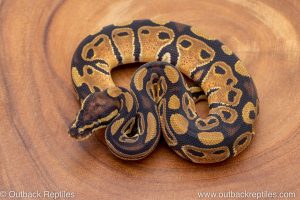 African import ball python for sale