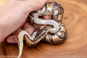 African import ball python for sale