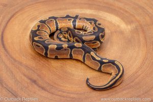 African import ball python for sale