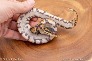 African import ball python for sale