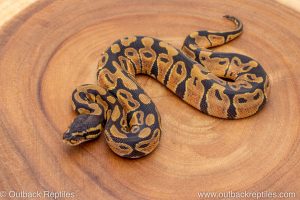 African import ball python for sale