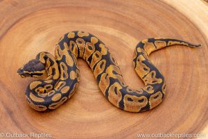 African import ball python for sale