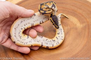 African import ball python for sale