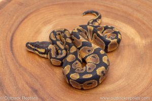 African import ball python for sale