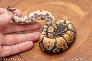 African import ball python for sale