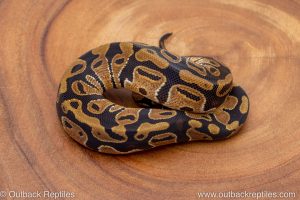 African import ball python for sale