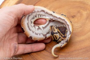 African import ball python for sale