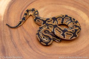 African import ball python for sale