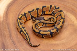 African import ball python for sale