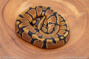 African import ball python for sale