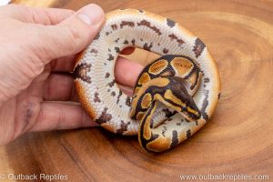 African import ball python for sale