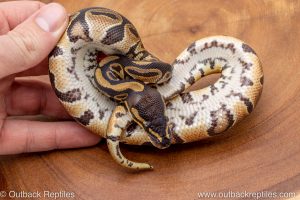 African import ball python for sale