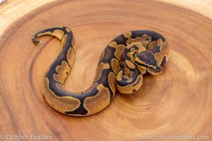 African import ball python for sale
