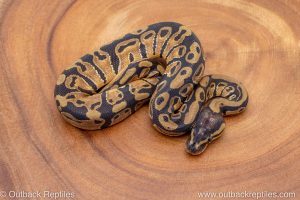 African import ball python for sale