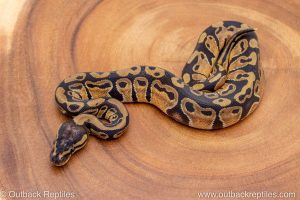 African import ball python for sale