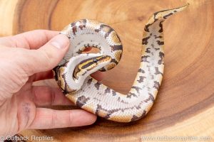 African import ball python for sale