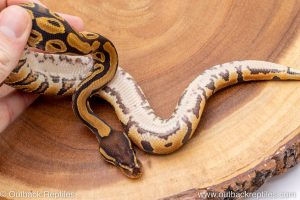 African import ball python for sale