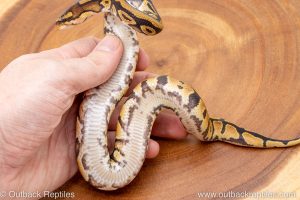 African import ball python for sale