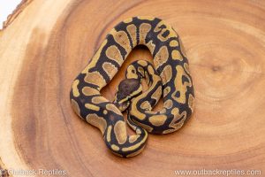 African import ball python for sale