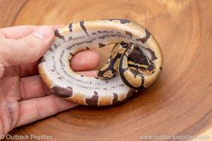 African import ball python for sale