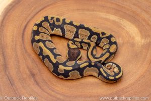 African import ball python for sale