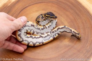African import ball python for sale