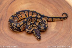 African import ball python for sale