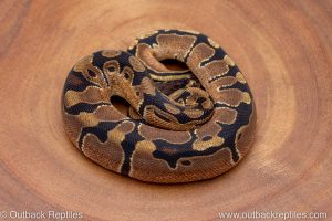 African import ball python for sale
