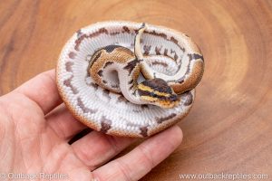 African import ball python for sale