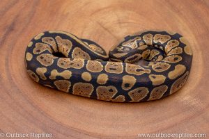 African import ball python for sale