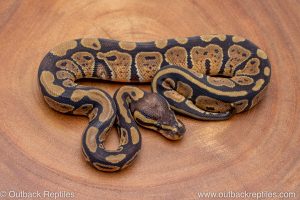 African import ball python for sale