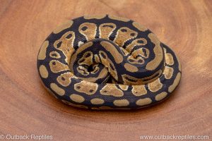 African import ball python for sale
