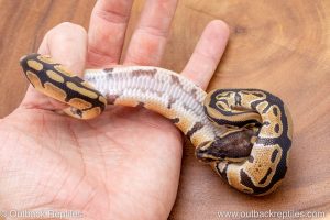 African import ball python for sale