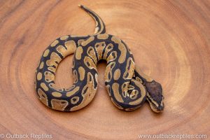 African import ball python for sale