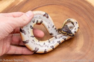 African import ball python for sale