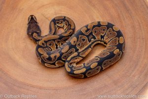 African import ball python for sale