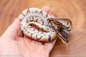 African import ball python for sale