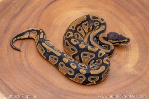 African import ball python for sale