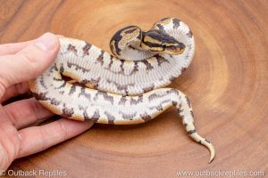 African import ball python for sale